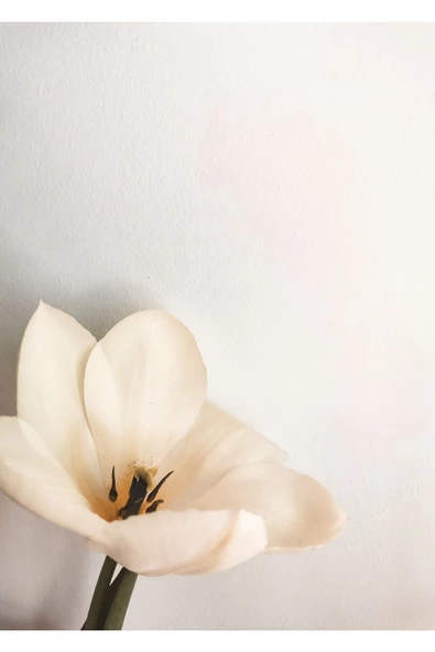 Harikabirev HARİKABİREV|BEYAZ-GRİ SOFT ÇİÇEKLER KOMBİNİ |ÇERÇEVELİ CAM TABLO  3LÜ DİKEY - Resim 3