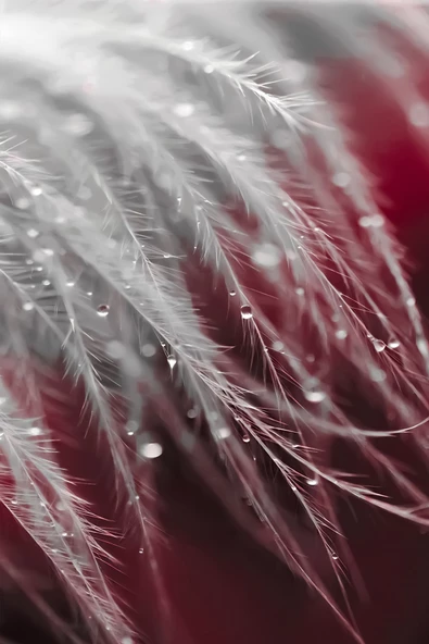 Harikabirev HARİKABİREV|KIRMIZI-BEYAZ ÇİÇEK KOMBİN MODELİ 01 |ÇERÇEVELİ SAATLİ CAM TABLO - Resim 4