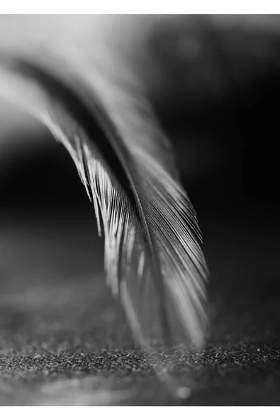 Harikabirev HARİKABİREV|GRİ-SİYAH-BEYAZ KUŞ TÜYÜ MODELİ 1 |ÇERÇEVELİ TEMPERLİ CAM TABLO TEKLİ DİKEY - Resim 2