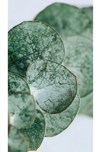 Harikabirev HARİKABİREV|YEŞİL-GOLD YAPRAK DETAYLI KOMBİN SETİ 01 |ÇERÇEVELİ SAATLİ CAM TABLO - Resim 2