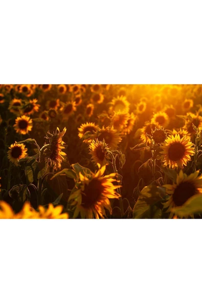 Harikabirev HARİKABİREV|YAZ MANZARALI SARI AYÇİÇEK TARLASI MODELİ 2|ÇERÇEVELİ TEMPERLİ CAM TABLO TEKLİ YATAY - Resim 2