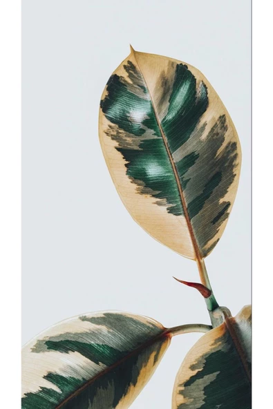 Harikabirev HARİKABİREV|YEŞİL RENK SOYUT ABSTRACT YAPRAK KOMBİN|ÇERÇEVELİ CAM TABLO 3LÜ DİKEY - Resim 2