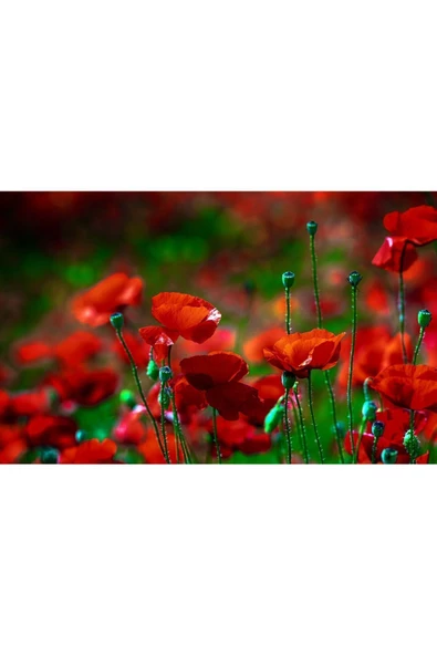 Harikabirev HARİKABİREV|YAZ MANZARALI KIRMIZI GELİNCİK TARLASI MODELİ |ÇERÇEVELİ TEMPERLİ CAM TABLO TEKLİ YATAY - Resim 2