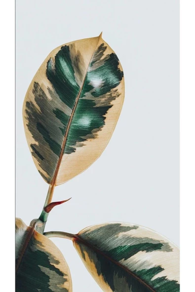 Harikabirev HARİKABİREV|YEŞİL RENK SOYUT ABSTRACT YAPRAK KOMBİN|ÇERÇEVELİ CAM TABLO 3LÜ DİKEY - Resim 4