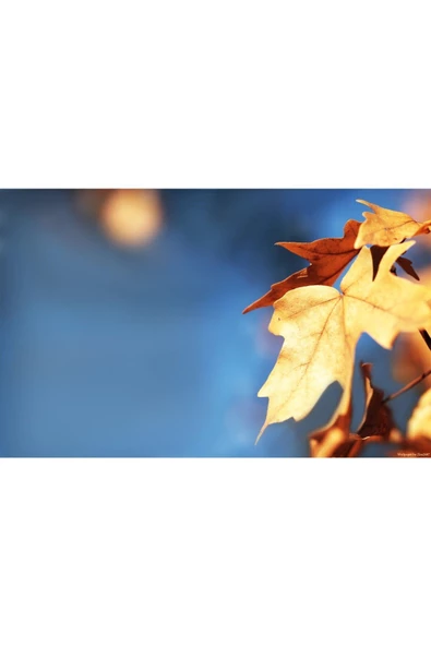Harikabirev HARİKABİREV|SONBAHAR MANZARALI MAVİ YAPRAK DETAYLI 1|ÇERÇEVELİ TEMPERLİ CAM TABLO TEKLİ YATAY - Resim 2