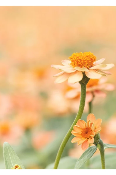 Harikabirev HARİKABİREV|TURUNCU-YEŞİL KOMBİN SOYUT ÇİÇEK VE YARPAK KOMBİNİ 4|ÇERÇEVELİ CAM TABLO 3LÜ DİKEY - Resim 4