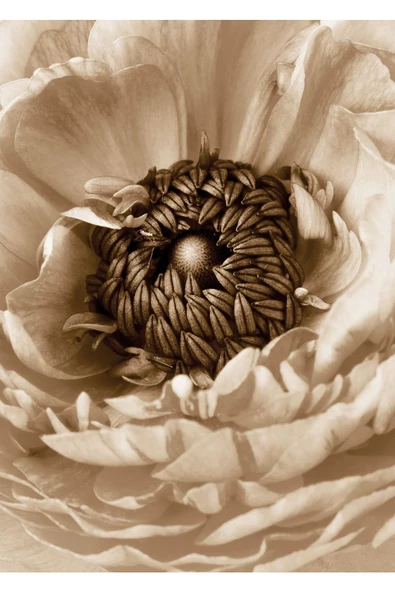 Harikabirev HARİKABİREV|SİYAH SOFT ŞAKAYIK ÇİÇEĞİ ÖZÜ DETAY |ÇERÇEVELİ TEMPERLİ CAM TABLO TEKLİ DİKEY - Resim 2