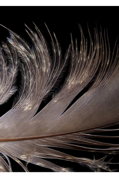 Harikabirev HARİKABİREV|SİYAH-BEYAZ KUŞ TÜYÜ TABLOSU |ÇERÇEVELİ TEMPERLİ CAM TABLO TEKLİ DİKEY - Resim 2