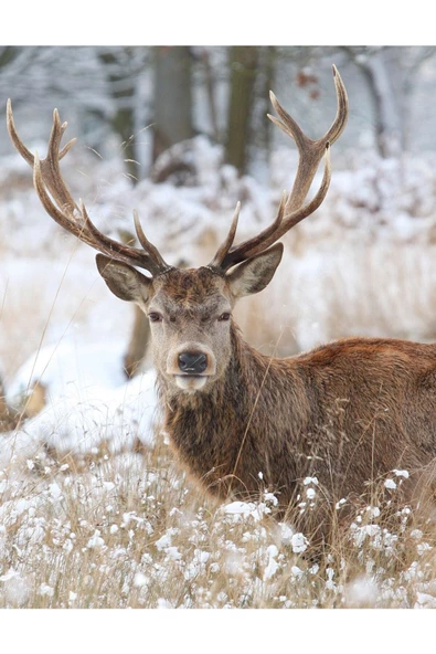 Harikabirev HARİKABİREV|RENGEYİĞİ-KAR-KIŞ KOMBİNİ ART |ÇERÇEVELİ CAM TABLO 3LÜ DİKEY - Resim 3