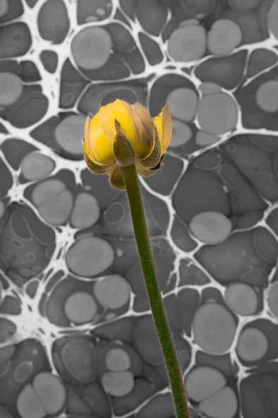 Harikabirev HARİKABİREV|GRİ-SARI EBRULİ DESEN ÇİÇEK KOMBİNİ|ÇERÇEVELİ CAM TABLO  3LÜ DİKEY - Resim 5