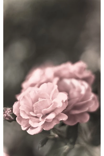 Harikabirev HARİKABİREV|SOFT PEMBE ÇİÇEK KOMBİNİ 01 |ÇERÇEVELİ CAM TABLO  2Lİ DİKEY - Resim 3