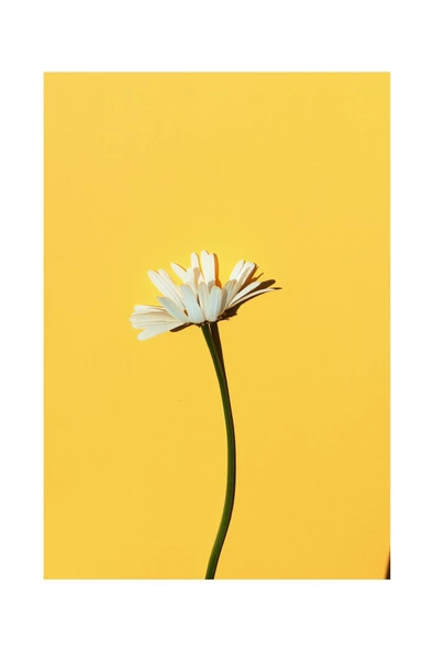 Harikabirev HARİKABİREV|SARI-BEYAZ ÇİÇEK KOMBİNİ 02|ÇERÇEVELİ CAM TABLO  2Lİ DİKEY - Resim 3