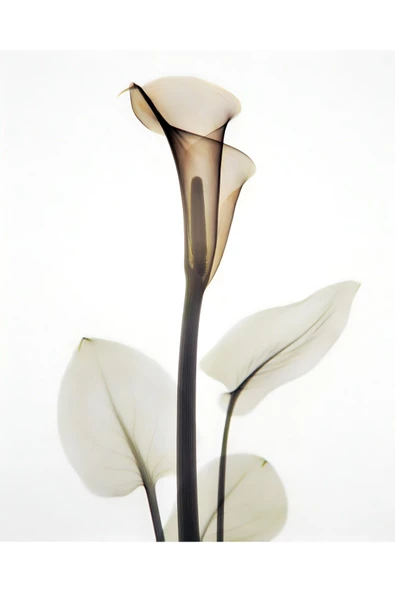 Harikabirev HARİKABİREV|PEMBE-YEŞİL ÇİÇEK MODELİ YENİ 01|ÇERÇEVELİ CAM TABLO  2Lİ DİKEY - Resim 3