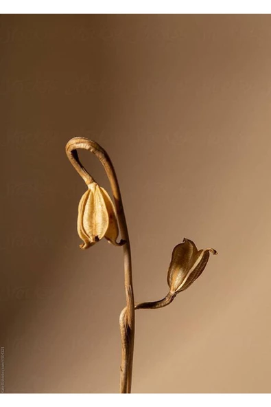 Harikabirev HARİKABİREV|KAHVERENGİ KURU ÇİÇEK KOMBİNİ |ÇERÇEVELİ CAM TABLO 2Lİ DİKEY - 2