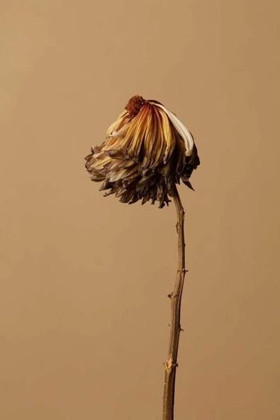 Harikabirev HARİKABİREV|KAHVERENGİ KURU ÇİÇEK KOMBİNİ |ÇERÇEVELİ CAM TABLO 2Lİ DİKEY - 3