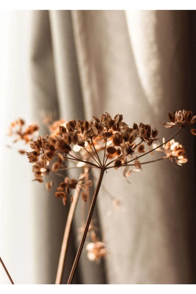 Harikabirev HARİKABİREV|KAHVE-BEYAZ KURU ÇİÇEK KOMBİNİ |ÇERÇEVELİ CAM TABLO  2Lİ DİKEY - Resim 3