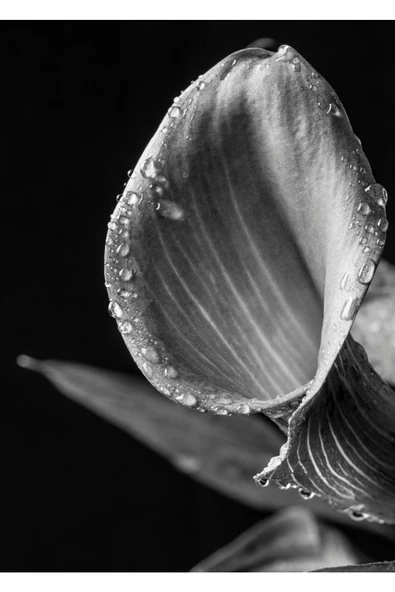 Harikabirev HARİKABİREV|SİYAH-BEYAZ YAPRAK ÇİÇEK KOMİBİNİ 01 |ÇERÇEVELİ CAM TABLO  2Lİ DİKEY - Resim 2