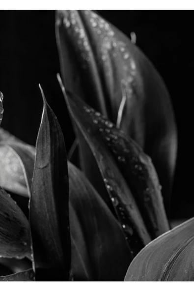 Harikabirev HARİKABİREV|SİYAH-BEYAZ YAPRAK ÇİÇEK KOMİBİNİ 01 |ÇERÇEVELİ CAM TABLO  2Lİ DİKEY - Resim 3