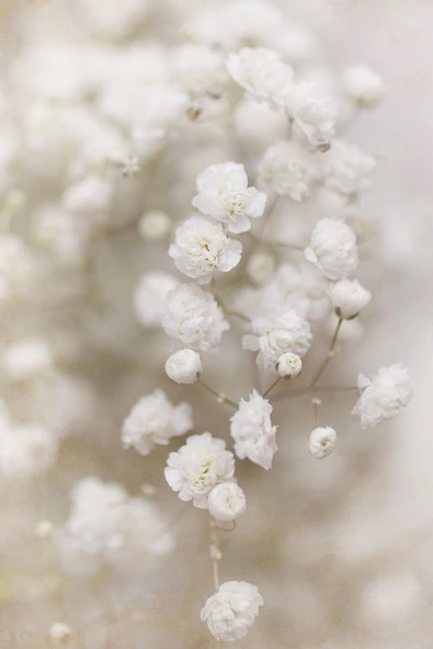 Harikabirev HARİKABİREV|SOFT BEYAZ ÇİÇEK MODELİ YENİ 01 |ÇERÇEVELİ CAM TABLO  2Lİ DİKEY - Resim 3