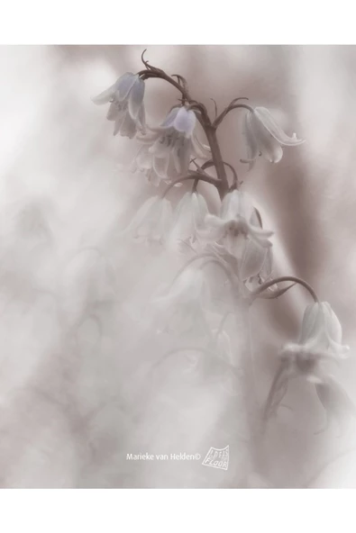 Harikabirev HARİKABİREV|SOFT BEYAZ ÇİÇEK MODELİ YENİ 01 |ÇERÇEVELİ CAM TABLO  2Lİ DİKEY - Resim 2