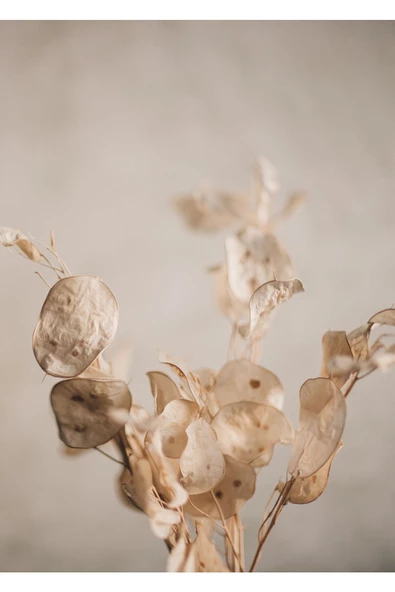 Harikabirev HARİKABİREV|KAHVE-BEYAZ KURU ÇİÇEK KOMBİNİ |ÇERÇEVELİ CAM TABLO  2Lİ DİKEY - Resim 2