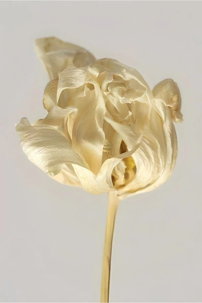 Harikabirev HARİKABİREV|BEJ-SARI KURU ÇİÇEKLER KOMBİNİ|ÇERÇEVELİ CAM TABLO  2Lİ DİKEY - Resim 2