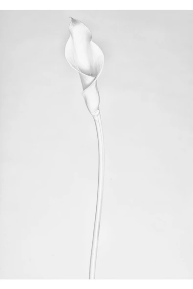 Harikabirev HARİKABİREV|SOFT SİYAH-BEYAZ GÜL KOMBİNİ 1|ÇERÇEVELİ CAM TABLO  2Lİ DİKEY - Resim 3