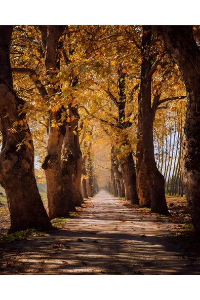 Harikabirev HARİKABİREV|SONBAHAR SEVİLEN MANZARA KOMBİN YENİ|ÇERÇEVELİ CAM TABLO 3LÜ DİKEY - Resim 4