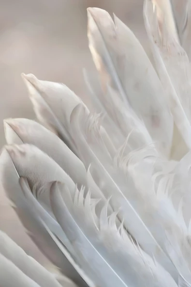 Harikabirev HARİKABİREV|LACİVERT- GOLD RENK KANAT-TÜY KOMBİN 009|ÇERÇEVELİ CAM TABLO TEMPERLİ 3LÜ DİKEY - Resim 5