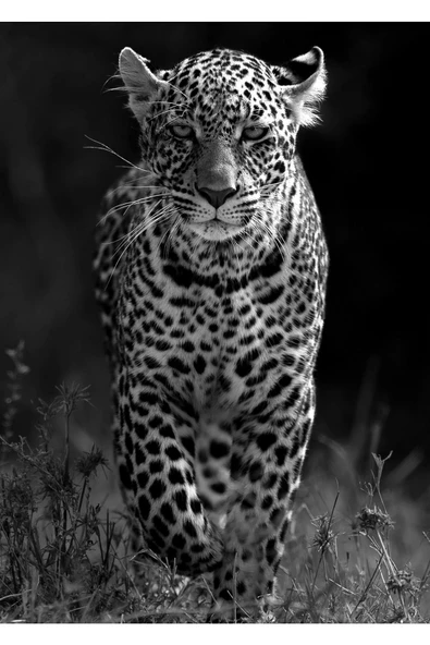 Harikabirev HARİKABİREV|ASLAN-KAPLAN-LEOPAR TABLOSU 02|ÇERÇEVELİ TEMPERLİ CAM TABLO 3LÜ DİKEY - Resim 2