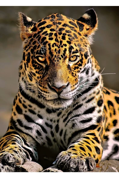 Harikabirev HARİKABİREV|ASLAN-KAPLAN-LEOPAR TABLOSU 02|ÇERÇEVELİ TEMPERLİ CAM TABLO 3LÜ DİKEY - Resim 3