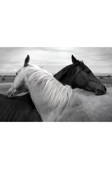 Harikabirev HARİKABİREV|SİYAH-BEYAZ AT TABLOSU |ÇERÇEVELİ CAM TABLO TEKLİ YATAY - Resim 2