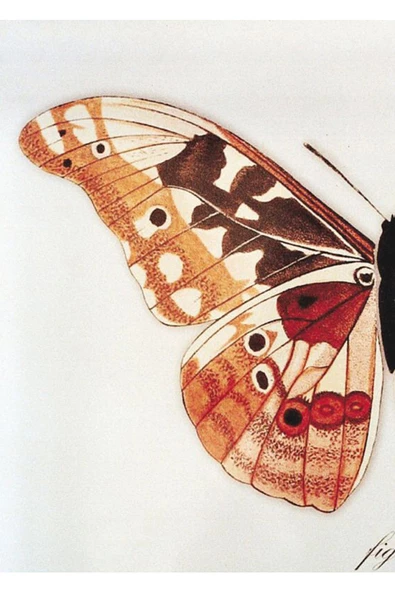 Harikabirev HARİKABİREV|MAVİ-TURUNCU KOMBİNİ KELEBEK KANATLARI-SOYUT |ÇERÇEVELİ TEMPERLİ CAM TABLO 3LÜ DİKEY - Resim 2