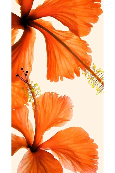 Harikabirev HARİKABİREV|SOFT-TURUNCU ÇİÇEK KOMBİNİ |ÇERÇEVELİ TEMPERLİ CAM TABLO 3LÜ DİKEY - Resim 4