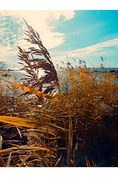 Harikabirev HARİKABİREV|SOFT TURKUAZ EN ŞIK SOYUT-PÜSKÜL KOMBİNİ|ÇERÇEVELİ TEMPERLİ CAM TABLO 3LÜ DİKEY - Resim 3