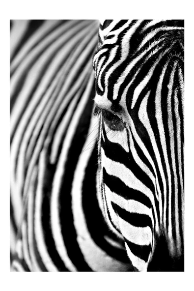 Harikabirev HARİKABİREV|SİYAH-BEYAZ EN ŞIK ZEBRA KOMBİNİ|ÇERÇEVELİ TEMPERLİ CAM TABLO 3LÜ DİKEY - Resim 5