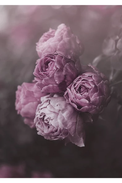 Harikabirev HARİKABİREV|MOR-BEYAZ-SİYAH ÇİÇEK KOMBİNİ |PLEKSİ ÇERÇEVELİ MDF TABLO KRFZ - Resim 2