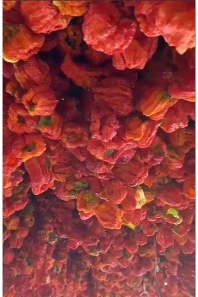 KURUTULMUŞ TATLI BİBER