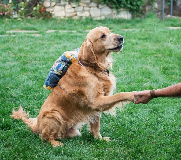 Kedi/Köpek Kurulama Havlusu Süper Su Emici Tüm Irk Köpekler Ve Kediler Için Çiş Alezi hediyeli - 4