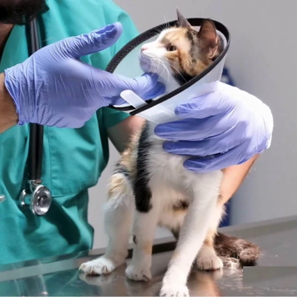 7,5 cm Dikişli Kedi Köpek Yakalığı Şeffaf Yakalık - 2