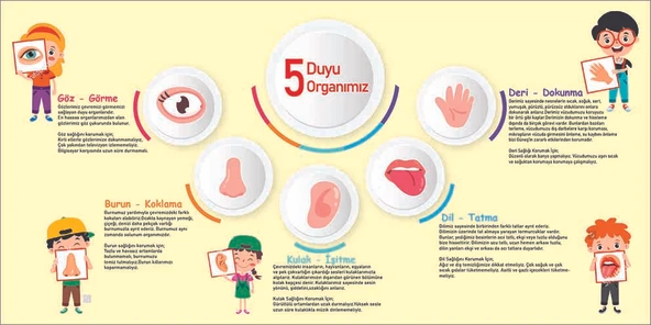 5 Duyu Organımız Okul Duvar Kağıdı - 5
