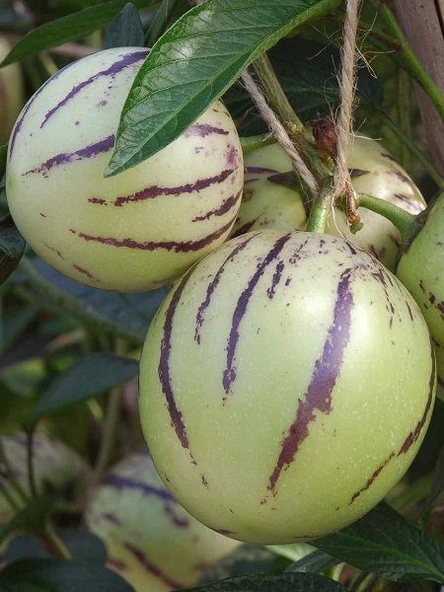 Saksıda Pepino Fidanı 10-20 cm - 2