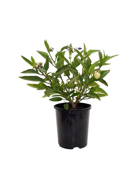Saksıda Pepino Fidanı 10-20 cm