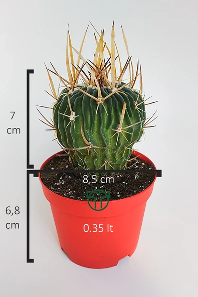 Echinofossulocactus (Stenocactus) Multicostatus özel tür kaktüs - Resim 5
