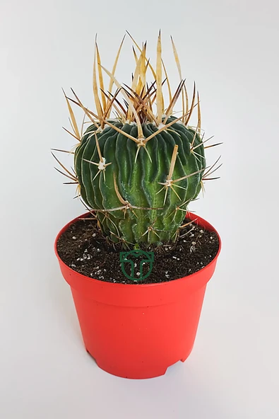 Echinofossulocactus (Stenocactus) Multicostatus özel tür kaktüs ürün görseli 1