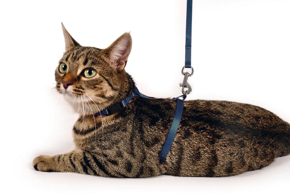 Karlıe Kedi Göğüs Tasması Mavi 110 - 2