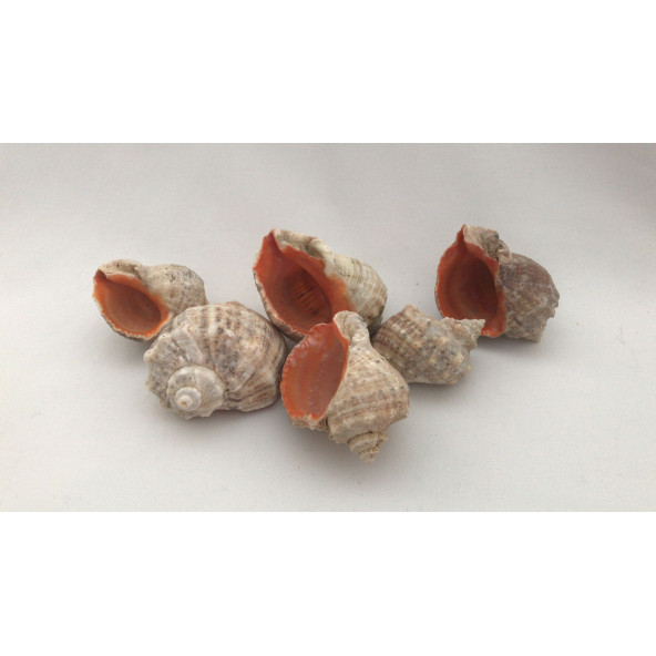 Gongaz Deniz Kabuğu Süs Dekoratif Akvaryum Süsleme 3-4 Cm 5 Adet - 3
