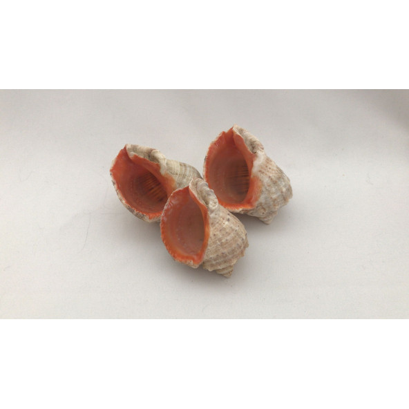 Gongaz Deniz Kabuğu Süs Dekoratif Akvaryum Süsleme 3-4 Cm 5 Adet - 4