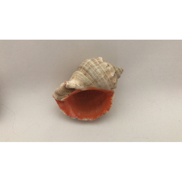 Gongaz Deniz Kabuğu Süs Dekoratif Akvaryum Süsleme 3-4 Cm 5 Adet - 8