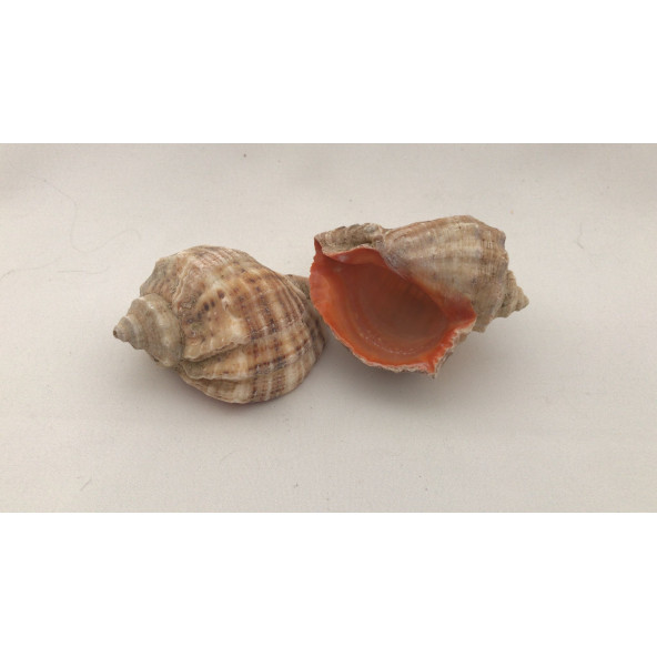 Gongaz Deniz Kabuğu Süs Dekoratif Akvaryum Süsleme 3-4 Cm 5 Adet - 9